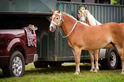 Lån penge til hestetrailer og hest